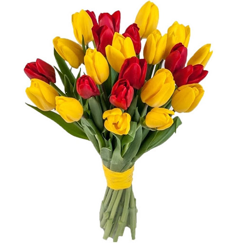 Фото товара 15 червоно-жовтих тюльпанів (зі стрічкою) в Самборі