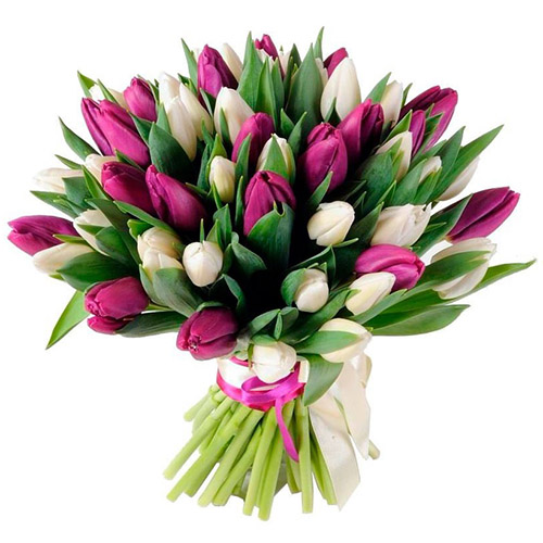 Фото товара 51 біло-пурпурний тюльпан (зі стрічкою) в Самборі