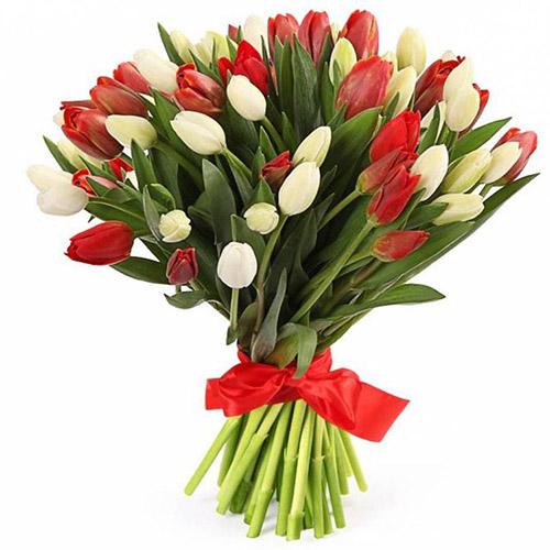 Фото товара 51 червоно-білий тюльпан (зі стрічкою) в Самборі