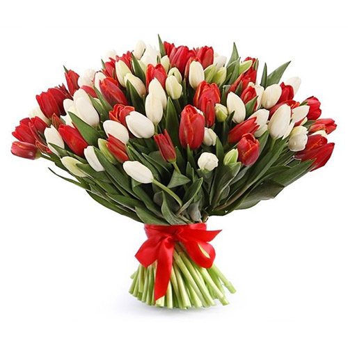 Фото товара 75 червоно-білих тюльпанів (зі стрічкою) в Самборі