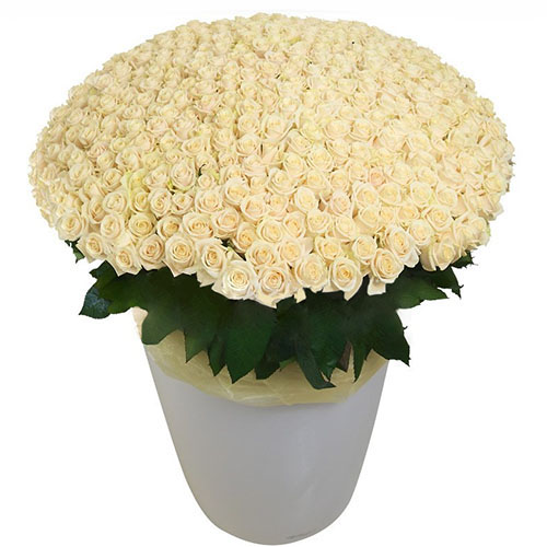 Фото товара 301 біла троянда у великому вазоні з категорії найбільш шикарних букетів  в Самборі