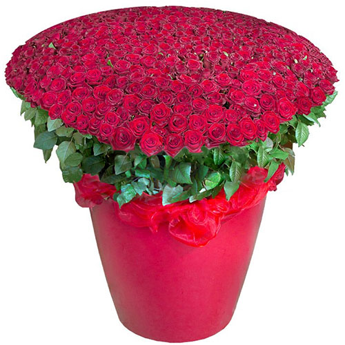 Фото товара 301 червона троянда у великому вазоні з категорії найбільш шикарних букетів  в Самборі