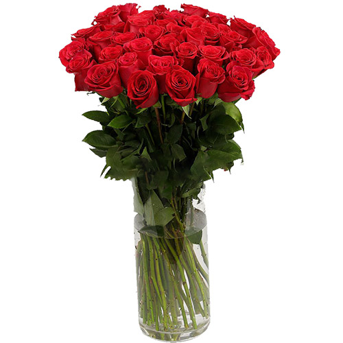 фото товара Троянда імпортна червона (поштучно) | Самбір букет