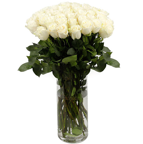 Фото товара Троянда імпортна біла (поштучно) в Самборі