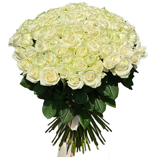Фото товара 101 троянда біла з категорії найбільш шикарних букетів  в Самборі